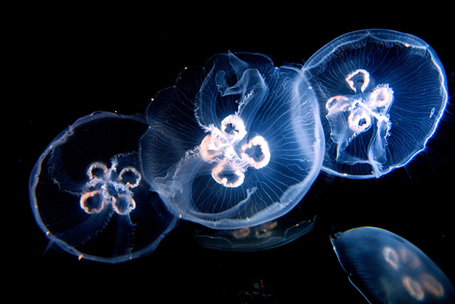 jellies photo by Stuart Blower